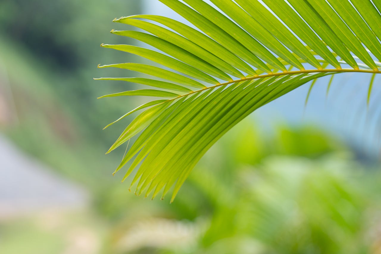 A vibrant green palm leaf isolated on a blurred background